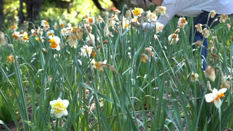 Un-Jardín-De-Narcisos-Blancos-Y-Amarillos-En-Primavera