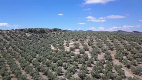 Aerial-shot-of-a-big-field-of-olive-trees-in-the-south-of-Spain