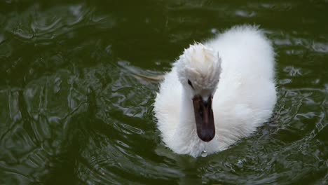 One-and-a-half-year-old-young-Cygninae-close-up-Swan-cygnets-swimming-in-a-natural-green-lake-bevy-wedge-male-and-female-siblings-sacred-greek-tradition