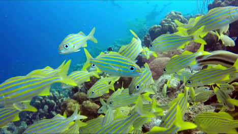 A-flock-of-a-small-yellow-fish-close-up-and-the-group-of-scuba-divers-at-backstage