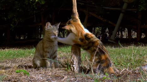 Two-calico-cats-frolic-and-scratch-each-other-in-the-garden