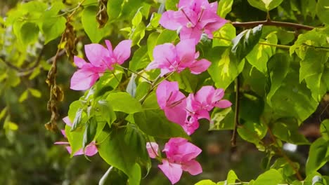A-bloom-of-bougainvillea-sways-in-the-breeze