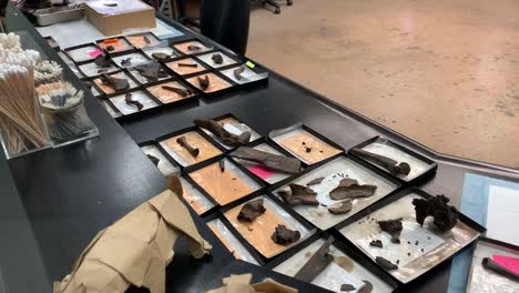 Neatly-displayed-findings-at-the-Fossil-Lab-where-volunteers-and-scientists-are-constantly-cleaning-and-studying-fossils-dug-from-the-La-Brea-Tar-Pits