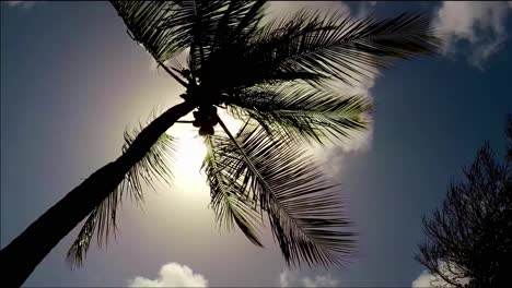 Einsame-Palme-Vor-Der-Sonne-Und-Dem-Klaren-Blauen-Himmel