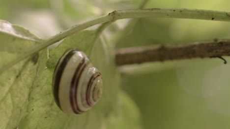 White-lipped-snail-on-a-leaf-macro