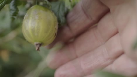 Picking-gooseberries-from-a-bush