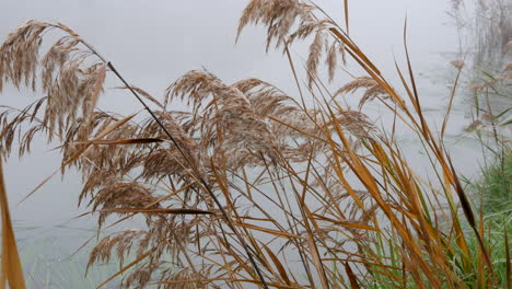 Long-brown-grass-by-a-misty-river
