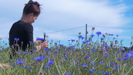 Young-brunette-woman-collects-cornflowers-in-the-field-for-summer-solstice-crown-in-sunny-summer-day,-medium-shot