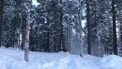 Schnee-Fällt-Von-Bäumen-Im-Wald