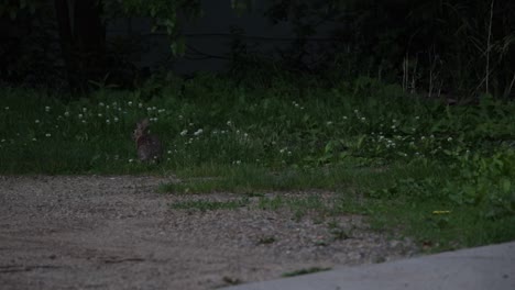 A-bunny-rabbit-peacefully-chews-on-a-small-residential-grass-patch-before-hopping-away-into-a-nearby-urban-brick-area