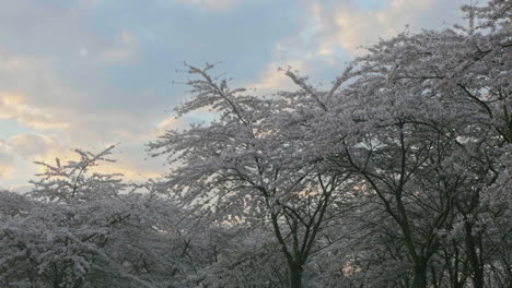 Blossom-on-cherry-tree-branches-under-evening-sky-with-moving-clouds