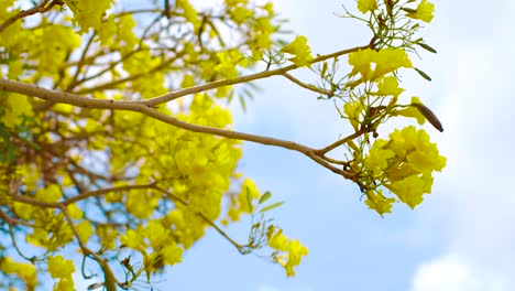Flores-Amarillas-Del-árbol-Kibrahacha-Ondeando-Por-El-Viento-En-Curacao-En-Un-Día-Soleado-Con-Cielo-Nublado-Arriba---Primer-Plano