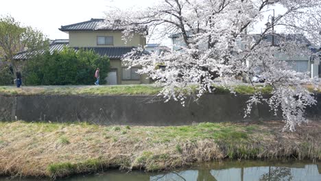 Landschaftsansicht-Des-Sakura-Blumenbaums-Am-Seitenufer-Des-Kleinen-Kanals-Im-Frühling,-Volle-Blüte-Der-Sakura-Blumensaison,-Kannonji-Fluss-In-Fukushima-–-Hanami-Blumensaison-–-4K-UHD-Video-Kurz