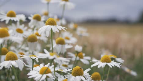 Close-up-of-white-flowers-with-big-yellow-center,-Daisy-flowers,-Asteraceae-family,-beauty-of-nature,-selective-focus,-beauty-of-countryside