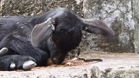 Young-goat-takes-a-break-from-foraging