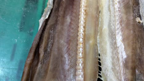 Sun-dried-and-salted-Leafscale-Gulper-Shark-centrophorus-sqamosus-buy-sell-at-fish-market-portuguese-delicacy-portugal-dish-food-captured-in-the-Atlantic-ocean