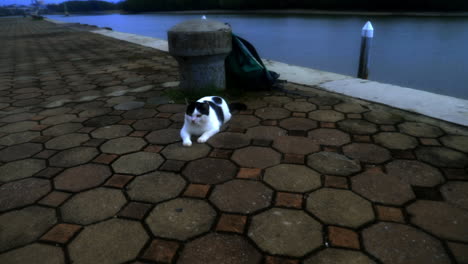 Katze-Spielt-Am-Hafen-In-Thailand-Herum
