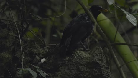 Ein-Schwarzer-Vogel-Im-Dschungel,-Der-Schwer-Atmet