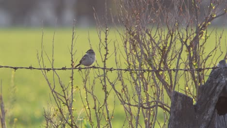 Grassland-Sparrow-perched-on-barbed-wire-among-vegetation