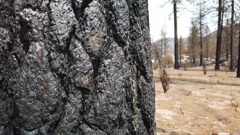 Panning-up-close-up-shot-of-a-burned-tree-trunk-from-a-wild-fire-several-years-prior-near-Idyllwild,-California
