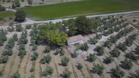 Aerial-shot-of-a-small-old-abandoned-warehouse-surrounded-by-fields-of-olives-in-the-south-of-Spain