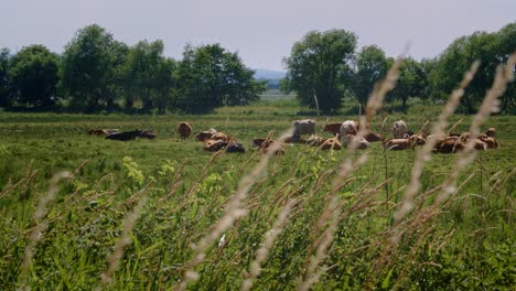 Herd-of-cattle-with-cows,-calves-and-a-bull-relaxing-on-a-meadow-with-some-wild-goose-on-a-hot-summerday