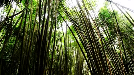 thin-bamboo-forest-at-the-morning