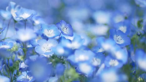 Close-up-zooming-into-Blue-Nemophila-Flower-in-blue-Garden-with-soft-focusing-in-summer-spring-sunshine-day-time--Tokyo,-Japan--4K-UHD-video-movie-footage-short