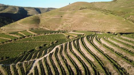 Überqueren-Sie-Weinrebenreihen,-Die-Einen-Hügel-Im-Douro-Tal-Bedecken