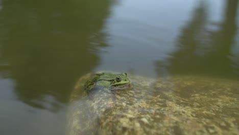 Frog-sits-in-the-stone-and-looks