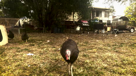 Large-Curious-Turkey-walks-around-a-back-yard-looking-for-food