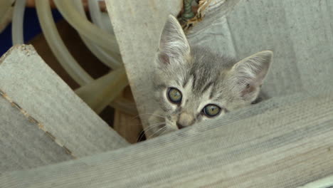 Sweet-and-shy-feral-kitten-hiding-between-some-boxes,-looking-at-camera-then-looking-away