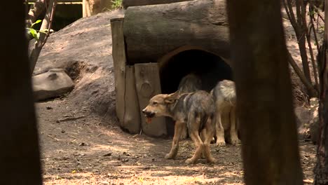 puppies-wolves-going-out-their-burrow