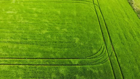 Static-drone-footage-over-swaying-on-the-wind-green-field-of-crops