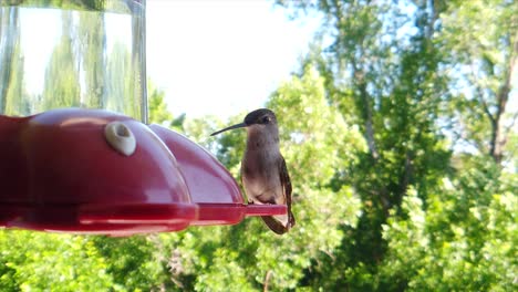 In-a-backyard-in-the-suburbs,-A-tiny-humming-bird-with-brown-feathers-sits-at-a-bird-feeder-in-slow-motion-and-drinks-and-looks-around