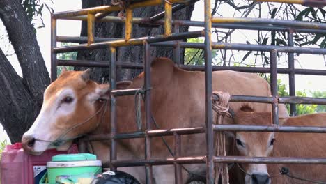 Close-Shot-of-Cows-in-a-Truck-Being-Taken-to-the-Market-in-Asia