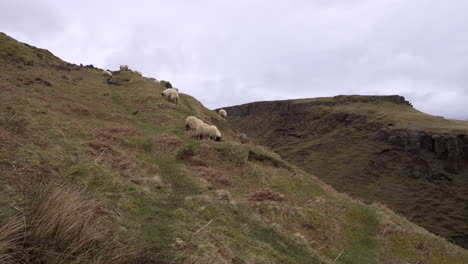 Static-shot-of-sheep-herd-eating-grass-on-the-edge-of-hill-in-Scotland,-Isle-of-Skye-on-a-cloudy-day
