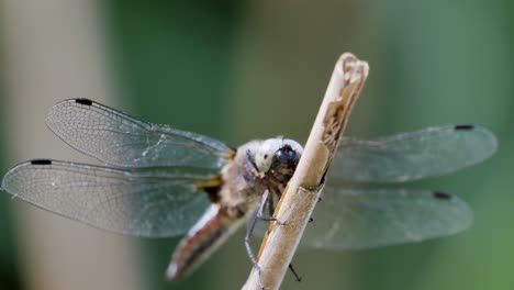 dragon-fly-sitting-on-a-twig,-flying-away-and-returning-to-the-same-twig