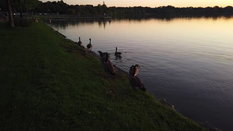 ducks-at-the-lake-during-sunset
