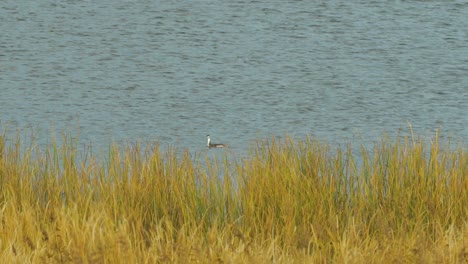 The-great-crested-grebe-swimming-at-Lake-Liepaja-in-sunny-autumn-day,-medium-shot-from-a-distance