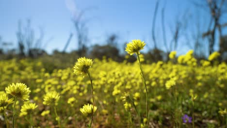Pan-across-field-of-yellow-native-wildflowers-swaying-gently,-Western-Australia