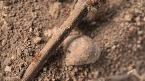 Kleine-Orangefarbene-Ameisen,-Die-Schnell-Auf-Einem-Stock-Laufen,-Makroaufnahme