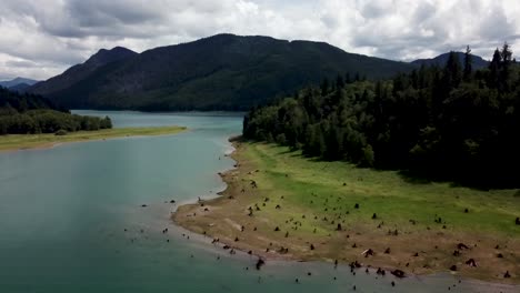Revealing-aerial-shot-highlighting-the-stumps-of-trees-cut-down-to-create-the-man-made-Alder-Lake-in-Washington-State