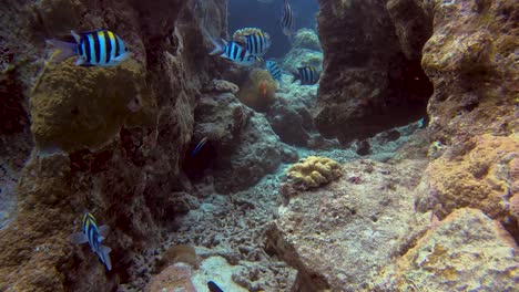 School-of-Indo-Pacific-Sergeant-swimming-through-rock-formation-with-Tomato-Clownfish-in-background