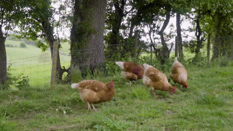 Chickens-foraging-in-green-pasture-under-trees-in-100fps