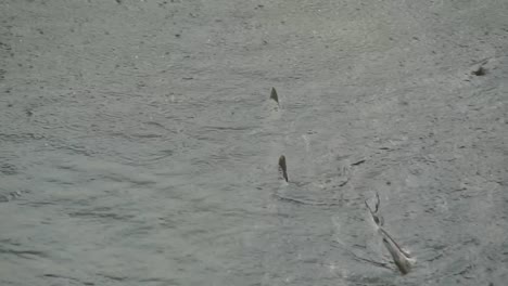 Adult-Chinook-salmon-swimming-together-under-a-shower-of-rain-drops,-National-Fish-Hatchery,-slow-motion