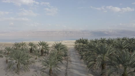 Fast-Aerial-fly-forward-over-a-Palm-Plantation-and-reveal-Dead-sea-wide-panoramic-view,-Drone-shot
