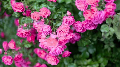 Close-Up-of-Pink-Rose-Flowers-Bush-Handheld-Shot