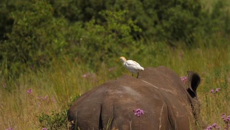 Rear-view:-Southern-White-Rhino-with-Cattle-Egret-on-its-back-walks-through-long-grass