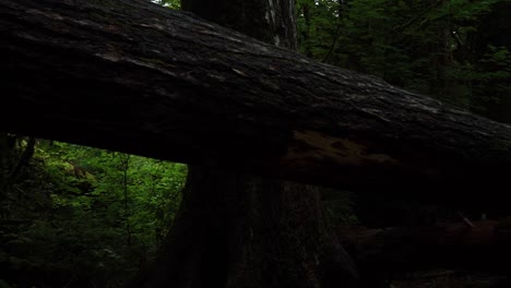 FPV-panning-from-right-to-left-of-a-large-fallen-tree-in-the-moss-covered-rain-forest,-slow-motion